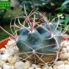 Lobivia_ haematantha _v.hualfinensis_ R146_ (Echinopsis haematantha)_ 06